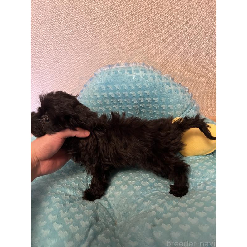 販売中の福岡県のダップー:ミニチュアダックスフンド×トイプードル-438166の2枚目