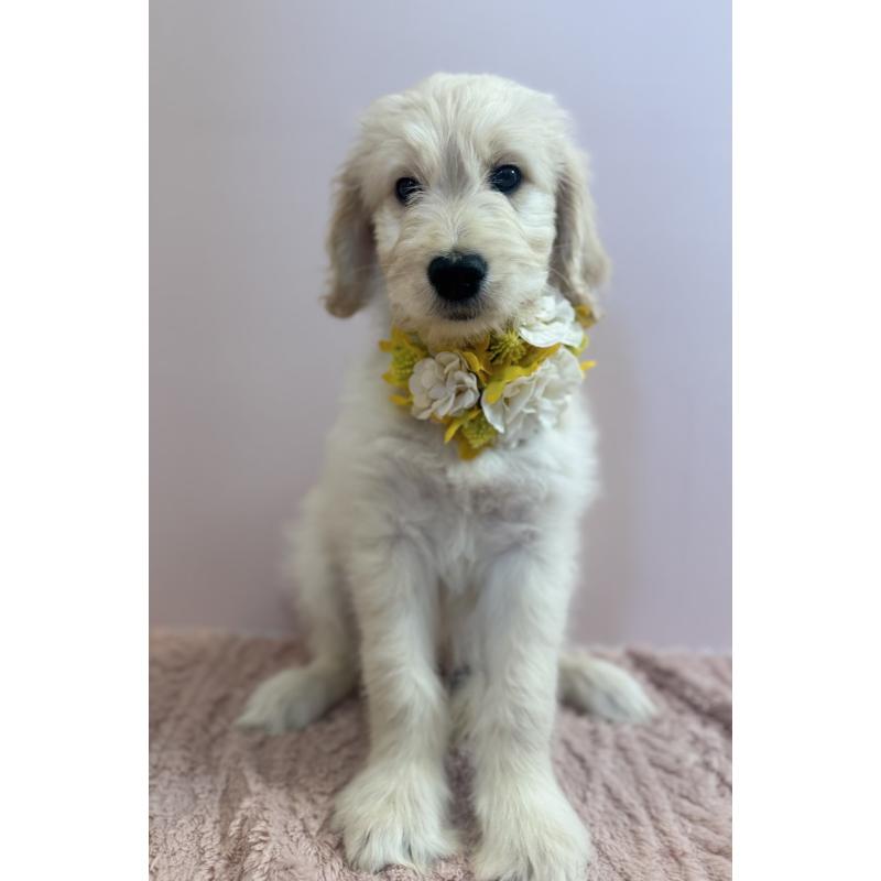 販売中の岐阜県のゴールデンドゥードル:ゴールデンレトリーバー×プードル-441713