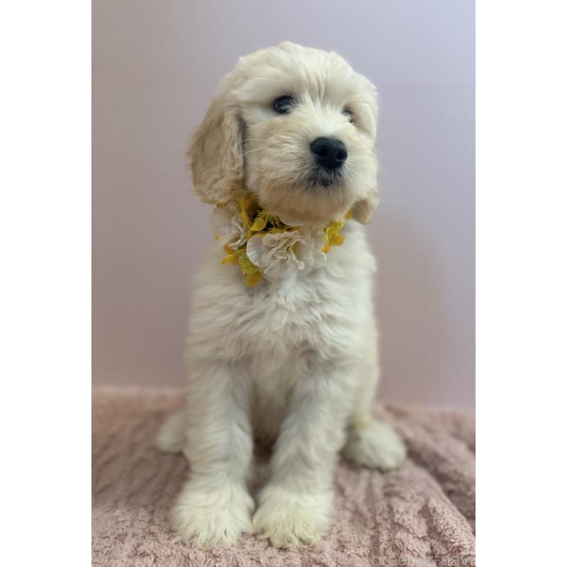 販売中の岐阜県のゴールデンドゥードル:ゴールデンレトリーバー×プードル-440868の2枚目