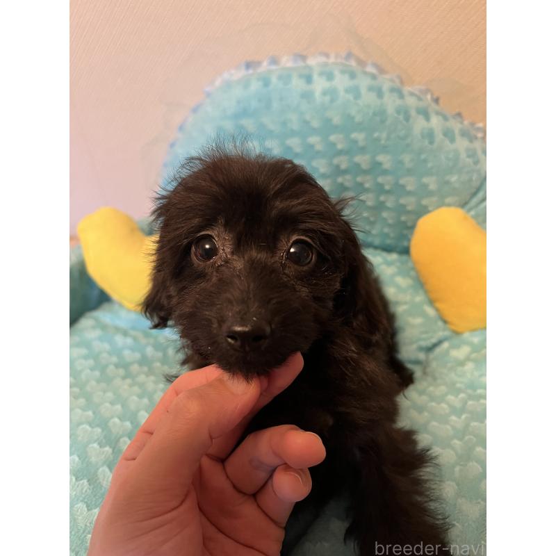 販売中の福岡県のダップー:ミニチュアダックスフンド×トイプードル-438169の5枚目