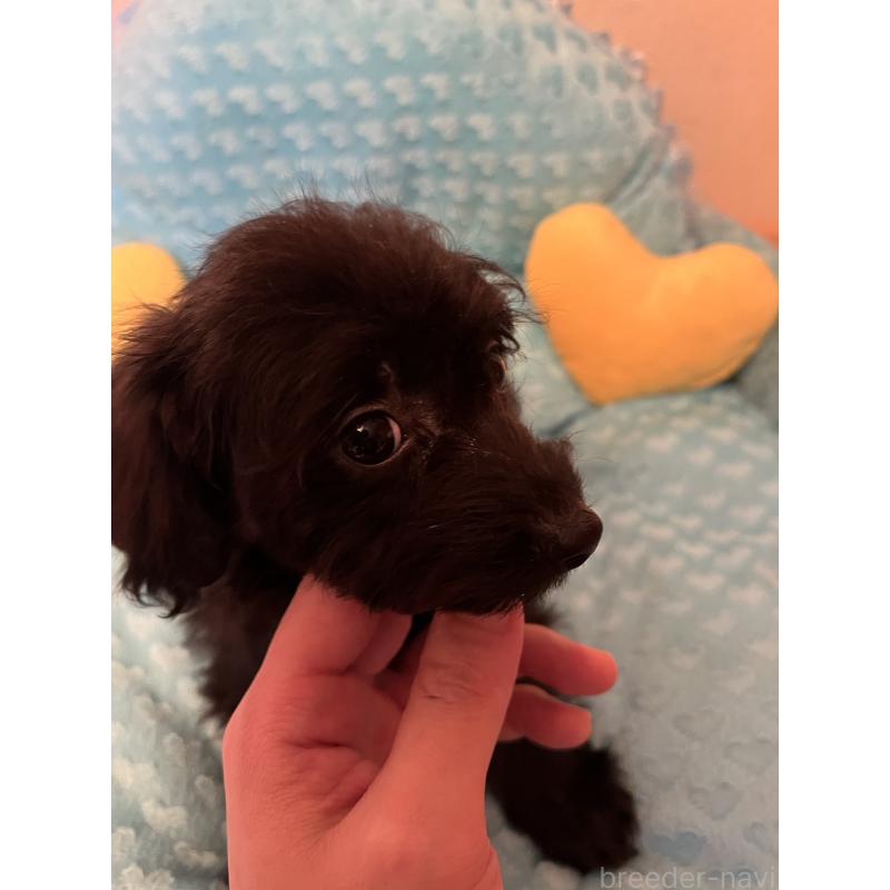 販売中の福岡県のダップー:ミニチュアダックスフンド×トイプードル-438169の4枚目