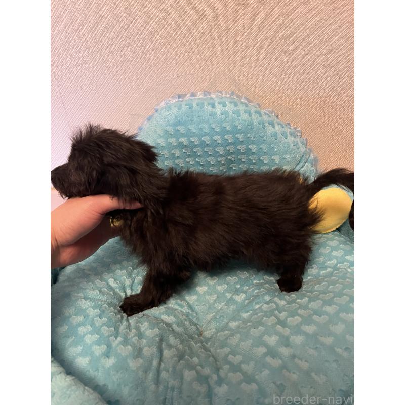 販売中の福岡県のダップー:ミニチュアダックスフンド×トイプードル-438169の2枚目