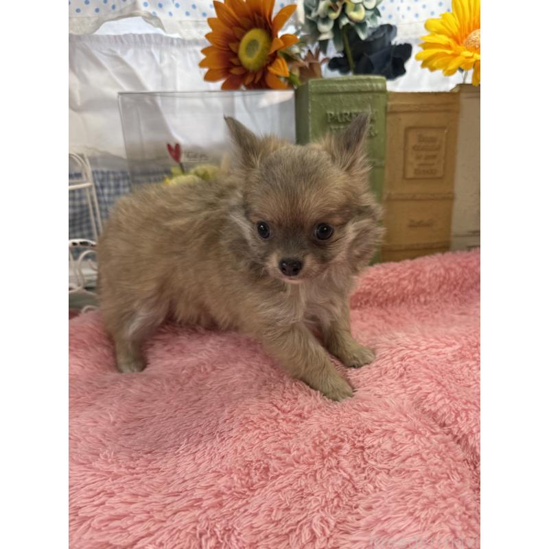 販売中の宮崎県のチワワ(ロングコート)-450490の8枚目