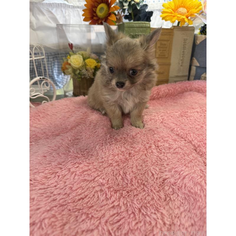 販売中の宮崎県のチワワ(ロングコート)-450490の6枚目