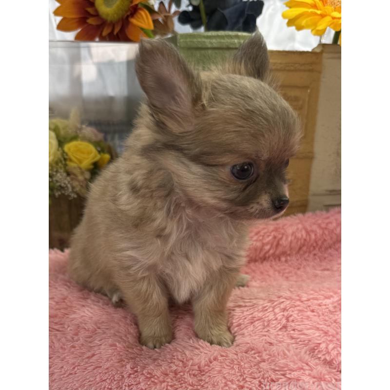 販売中の宮崎県のチワワ(ロングコート)-450490の5枚目