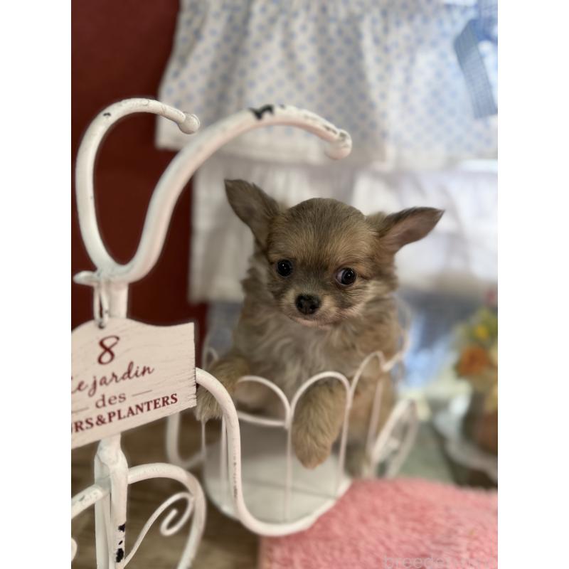 販売中の宮崎県のチワワ(ロングコート)-450490の4枚目