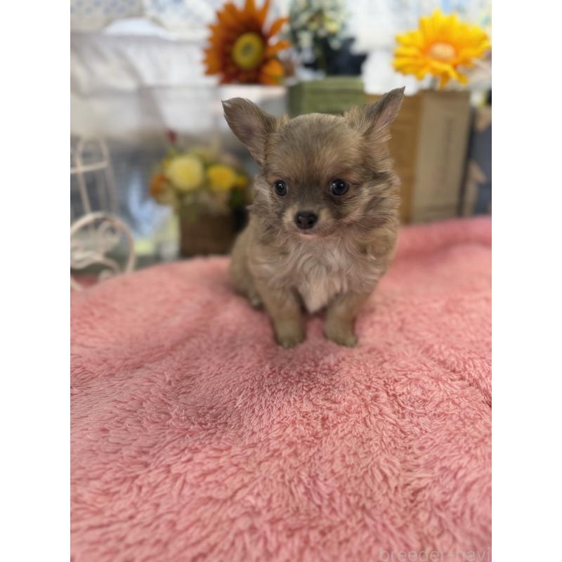 販売中の宮崎県のチワワ(ロングコート)-450490の3枚目