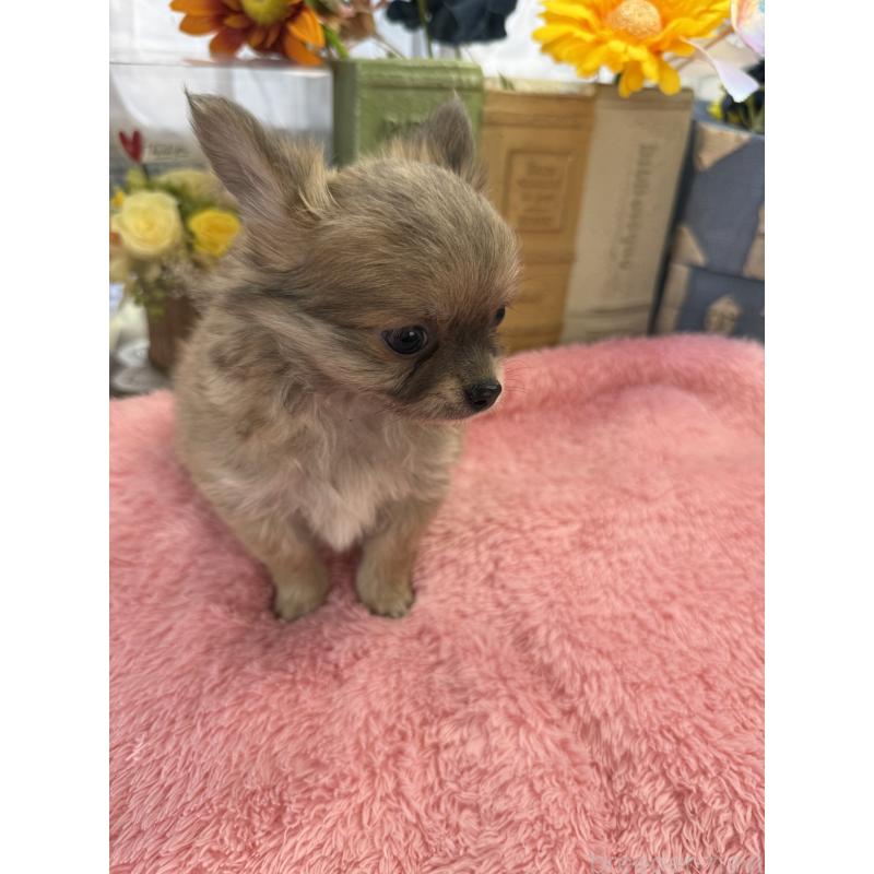 販売中の宮崎県のチワワ(ロングコート)-450490の2枚目