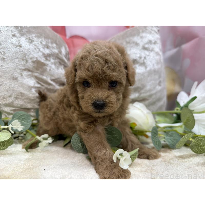 販売中の埼玉県のタイニープードル-450492の7枚目