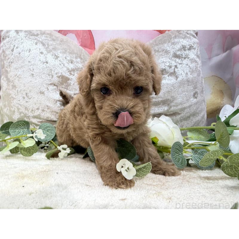 販売中の埼玉県のタイニープードル-450492の6枚目