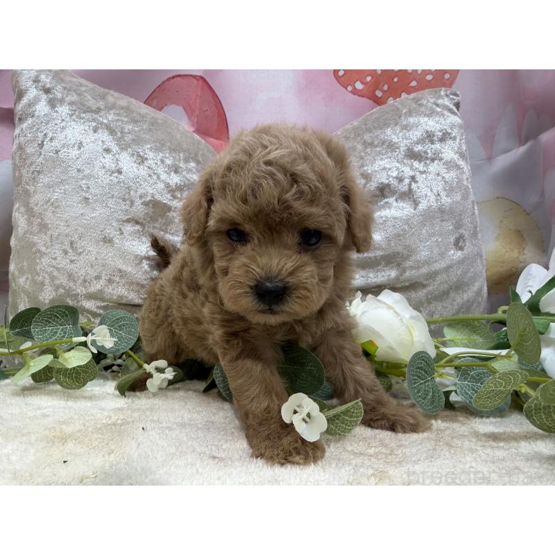 販売中の埼玉県のタイニープードル-450492の5枚目