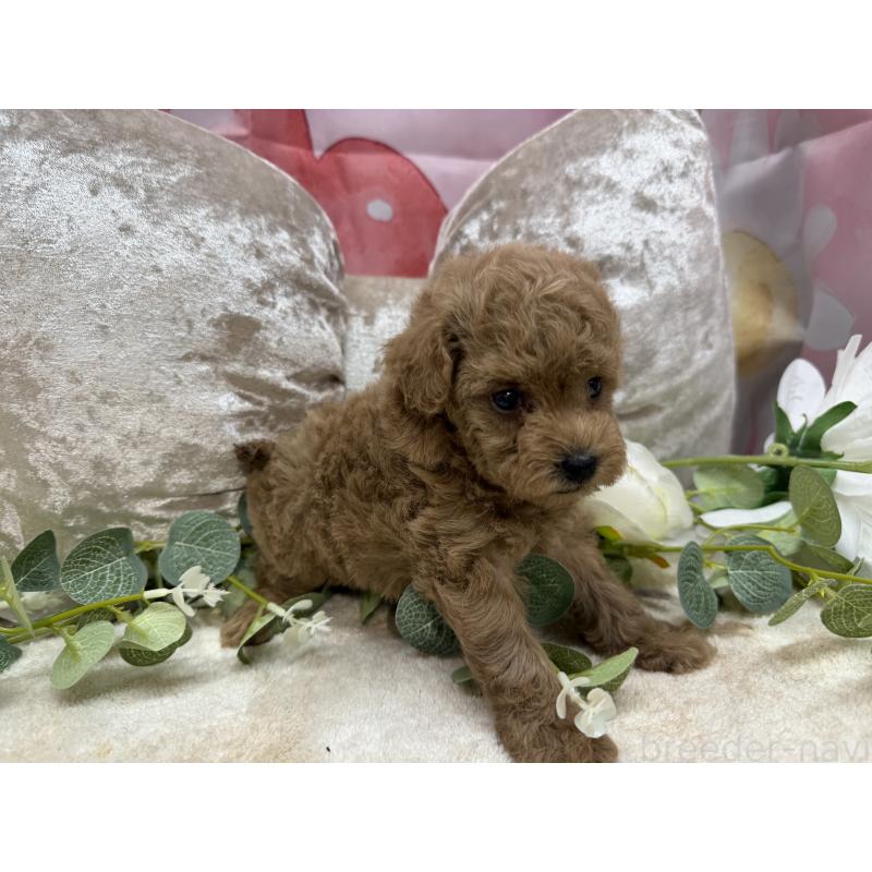 販売中の埼玉県のタイニープードル-450492の4枚目