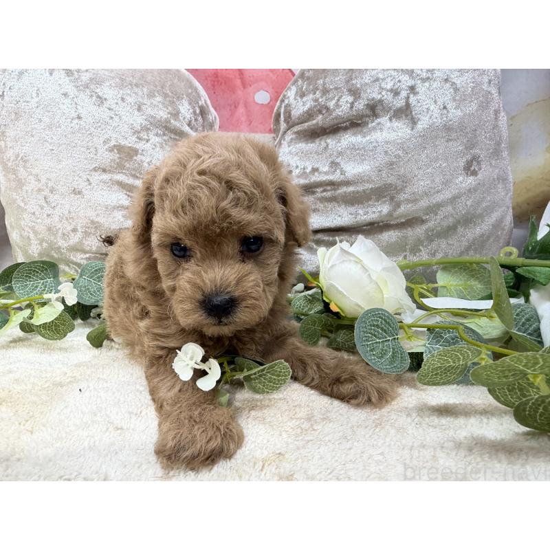 販売中の埼玉県のタイニープードル-450492の3枚目