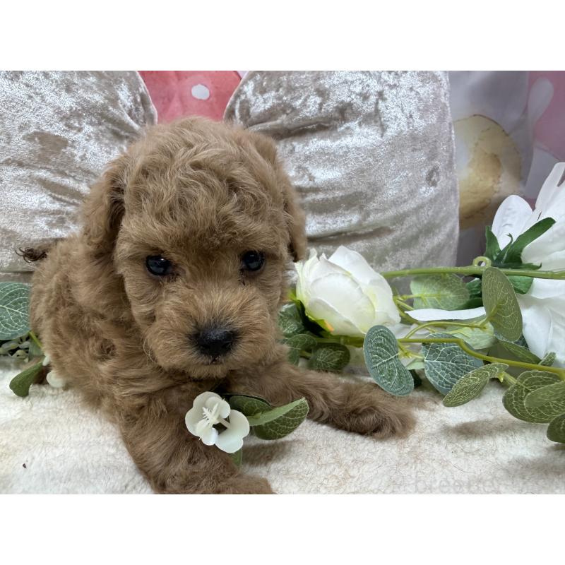 販売中の埼玉県のタイニープードル-450492の2枚目