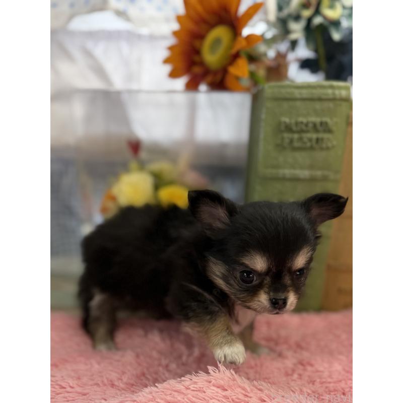 販売中の宮崎県のチワワ(ロングコート)-450491の8枚目