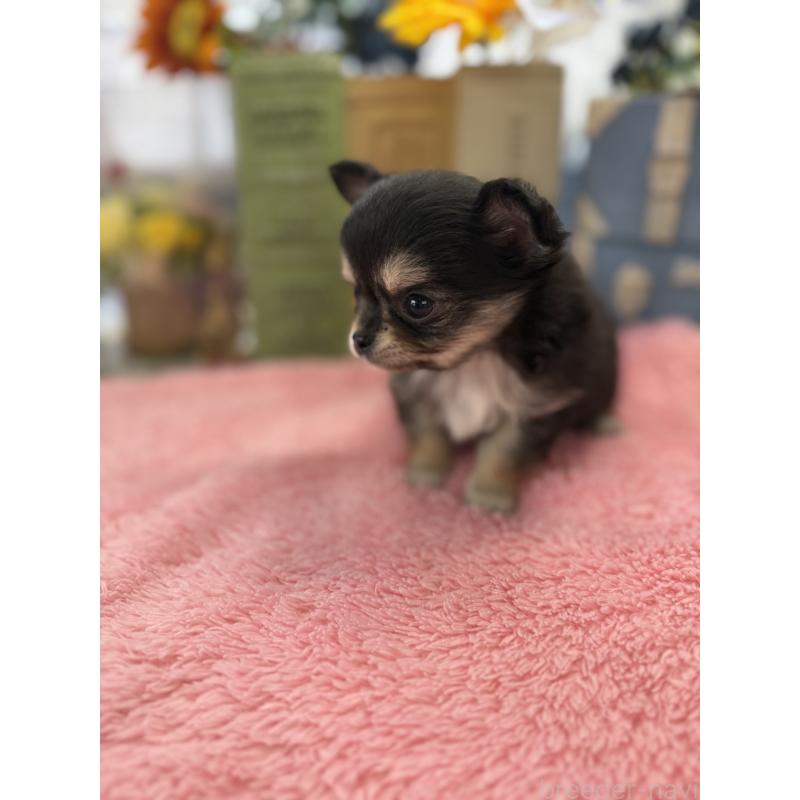 販売中の宮崎県のチワワ(ロングコート)-450491の7枚目