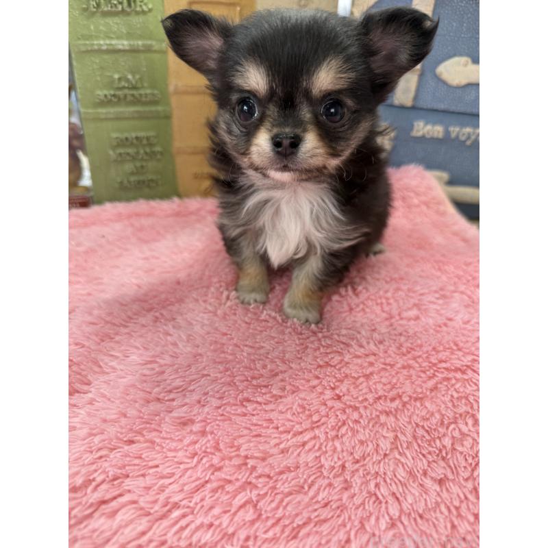 販売中の宮崎県のチワワ(ロングコート)-450491の6枚目