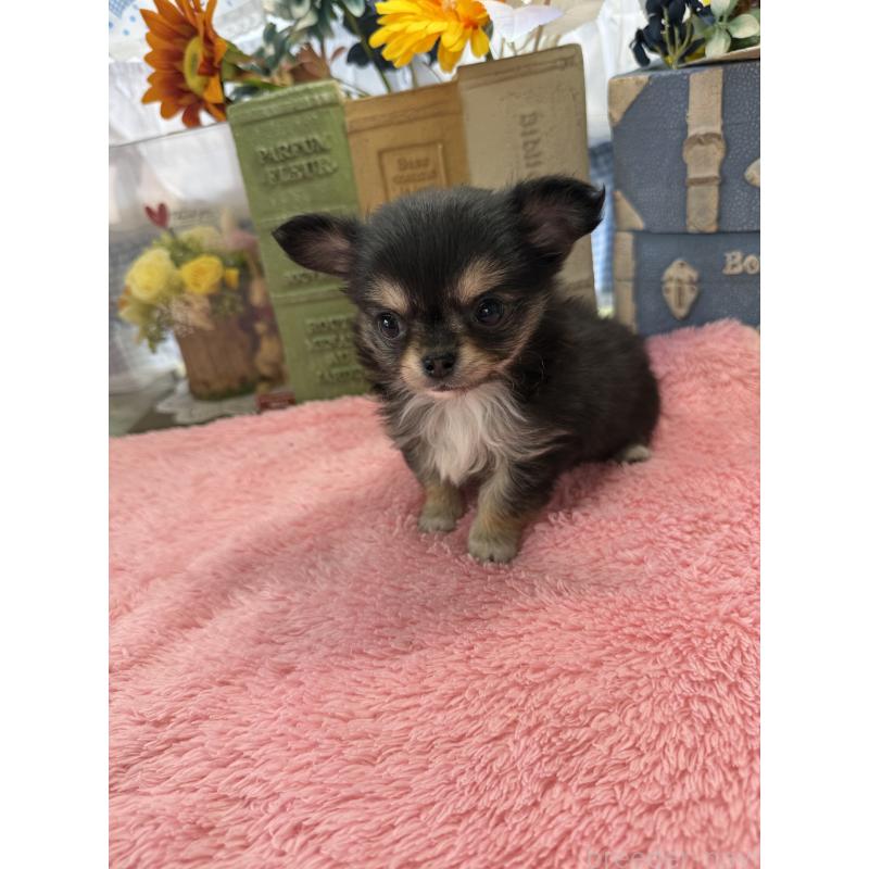 販売中の宮崎県のチワワ(ロングコート)-450491の5枚目