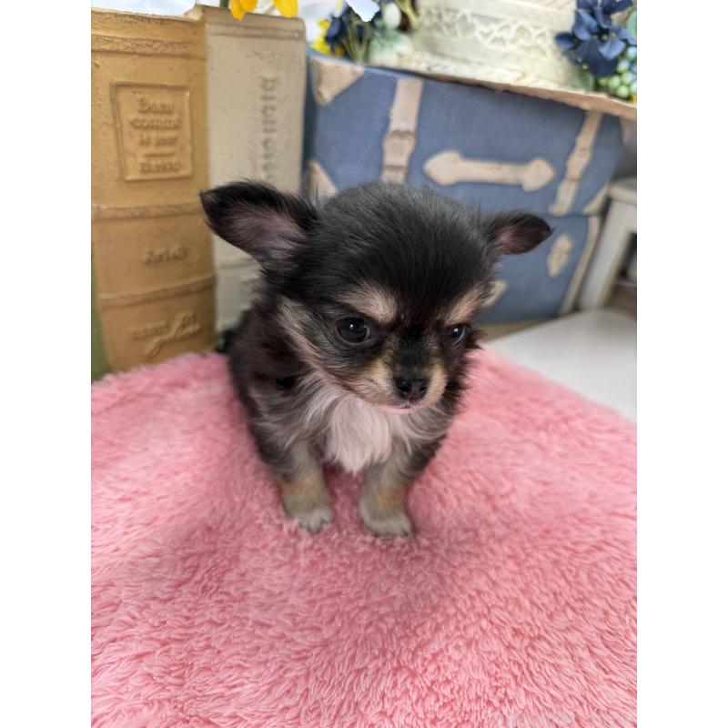 販売中の宮崎県のチワワ(ロングコート)-450491の4枚目