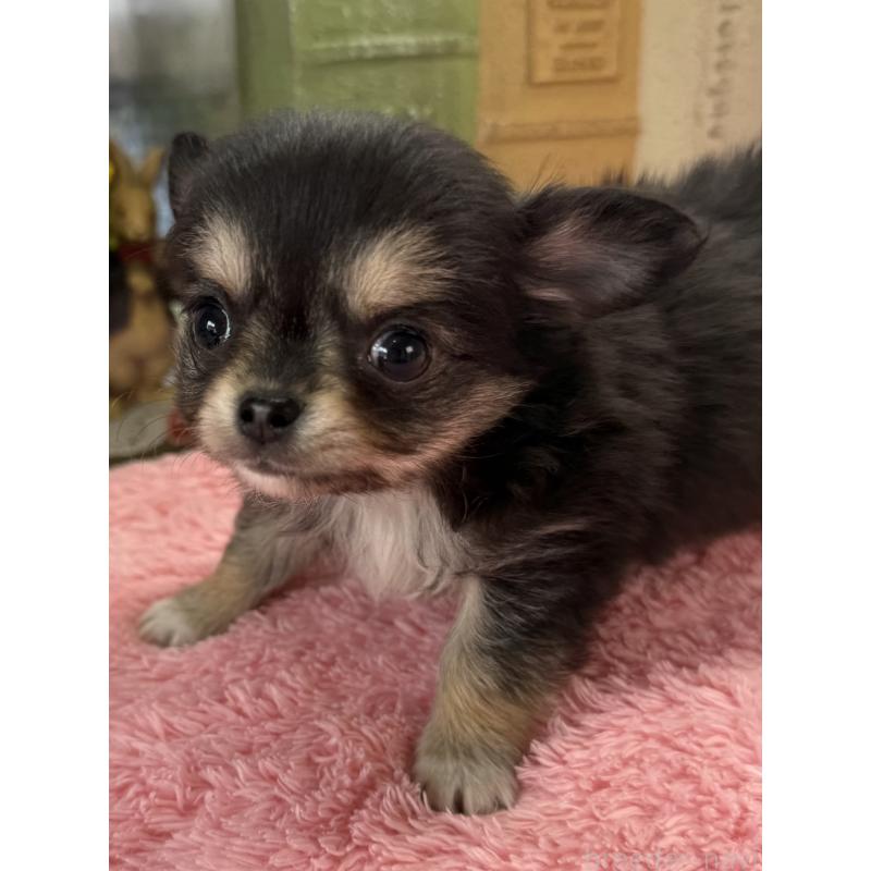 販売中の宮崎県のチワワ(ロングコート)-450491の3枚目