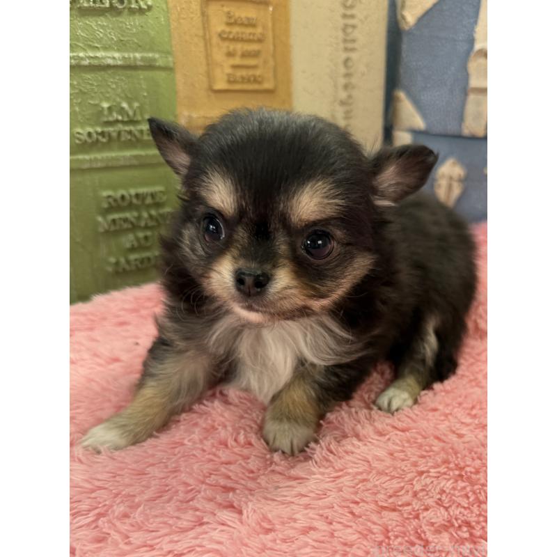 販売中の宮崎県のチワワ(ロングコート)-450491の2枚目