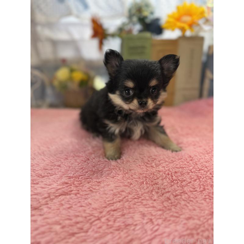 販売中の宮崎県のチワワ(ロングコート)-450489の6枚目