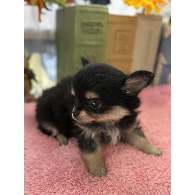 販売中の宮崎県のチワワ(ロングコート)-450489の5枚目