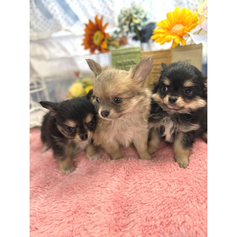 販売中の宮崎県のチワワ(ロングコート)-450489の2枚目