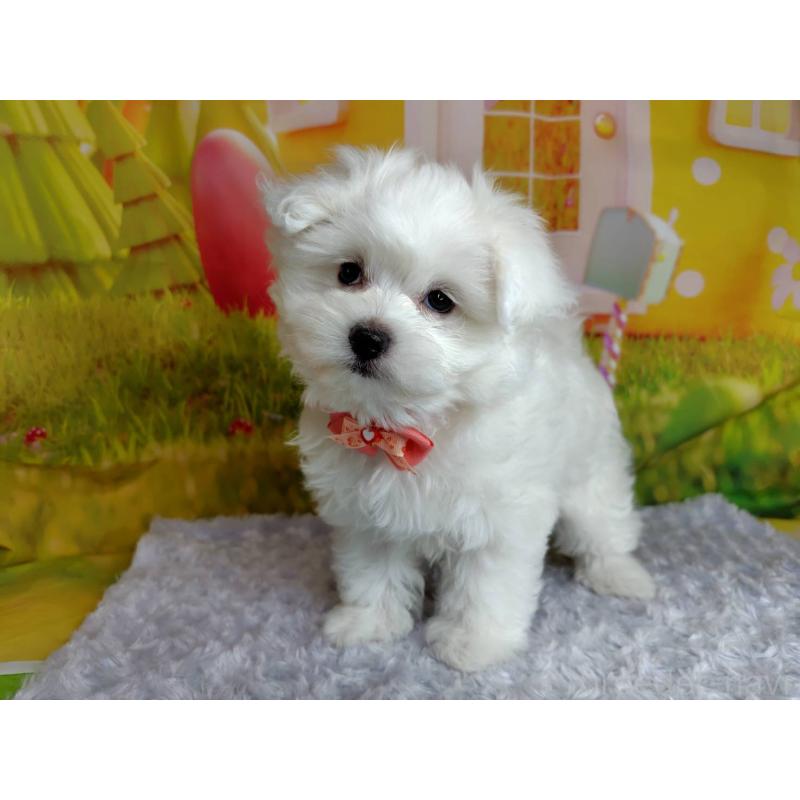 販売中の神奈川県のマルプー:マルチーズ×トイプードル-442195