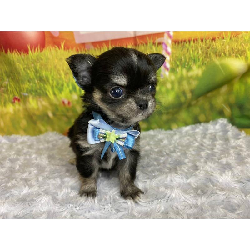 販売中の神奈川県のチワワ(ロングコート)-450509の6枚目