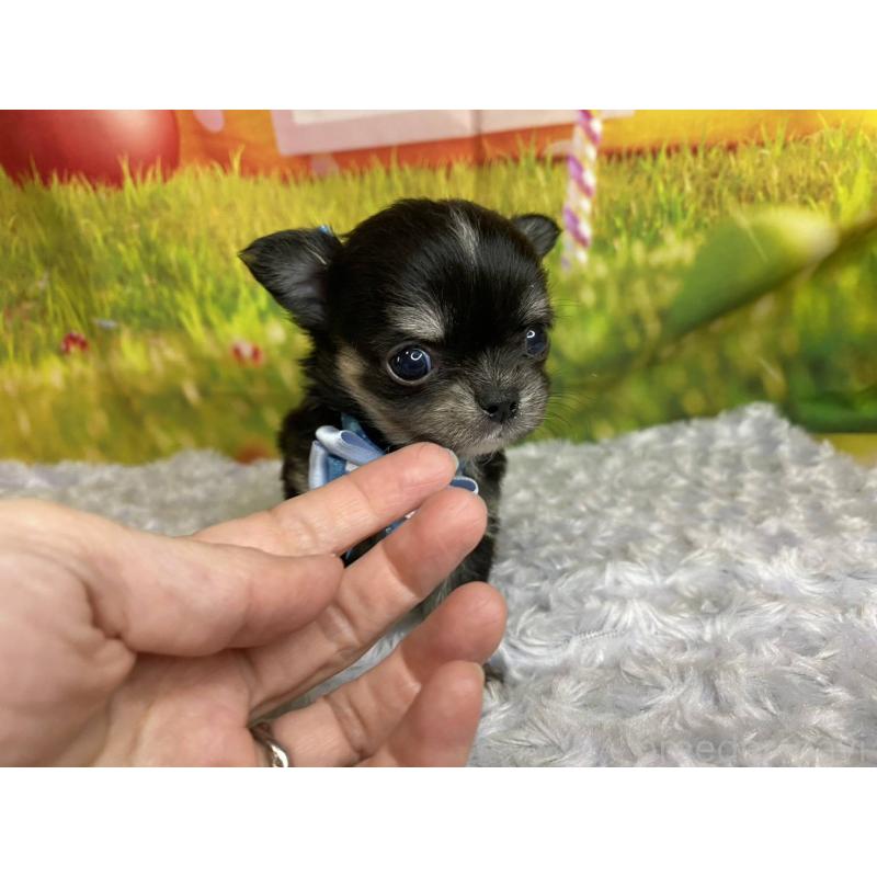 販売中の神奈川県のチワワ(ロングコート)-450509の4枚目