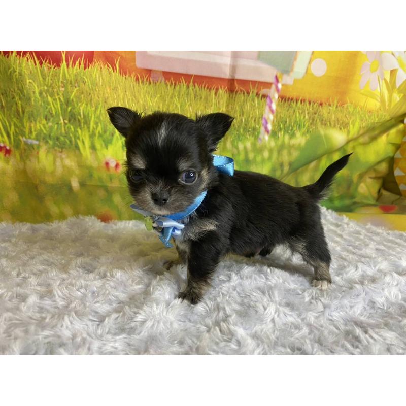 販売中の神奈川県のチワワ(ロングコート)-450509の3枚目