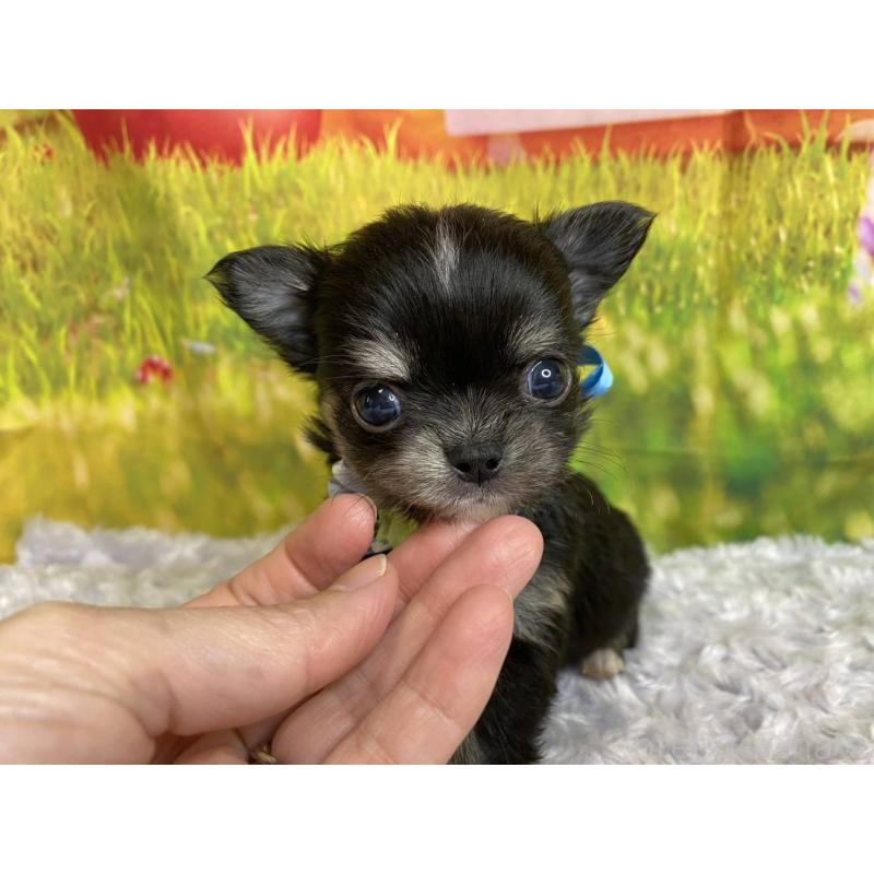 販売中の神奈川県のチワワ(ロングコート)-450509の1枚目