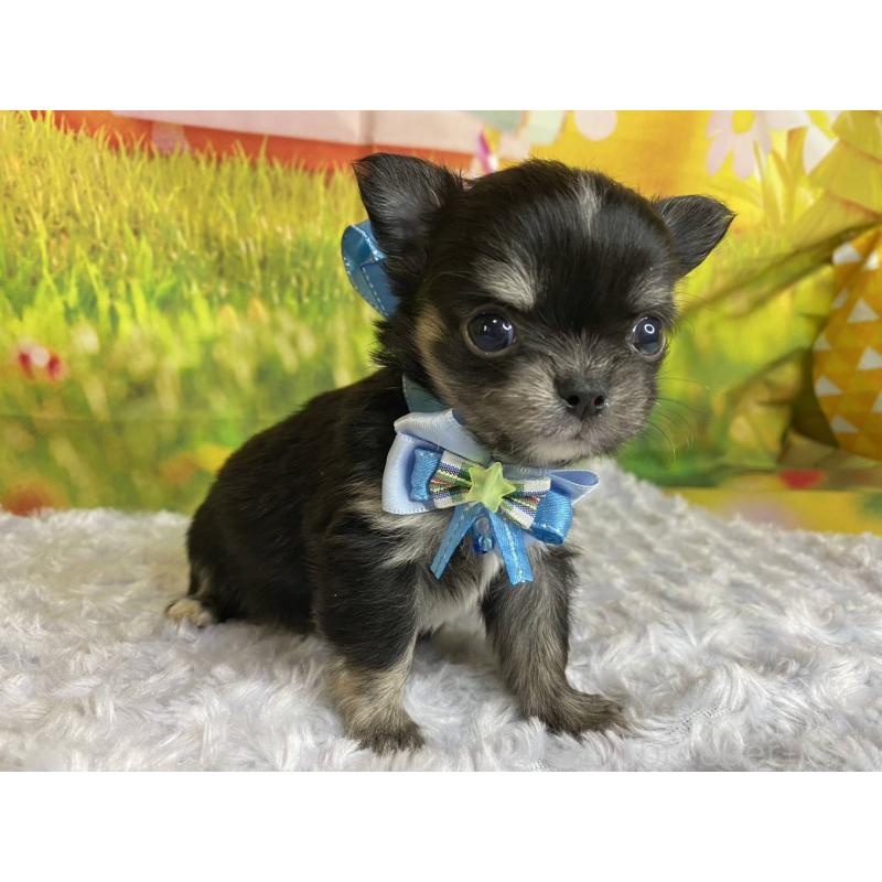 販売中の神奈川県のチワワ(ロングコート)-450509の2枚目