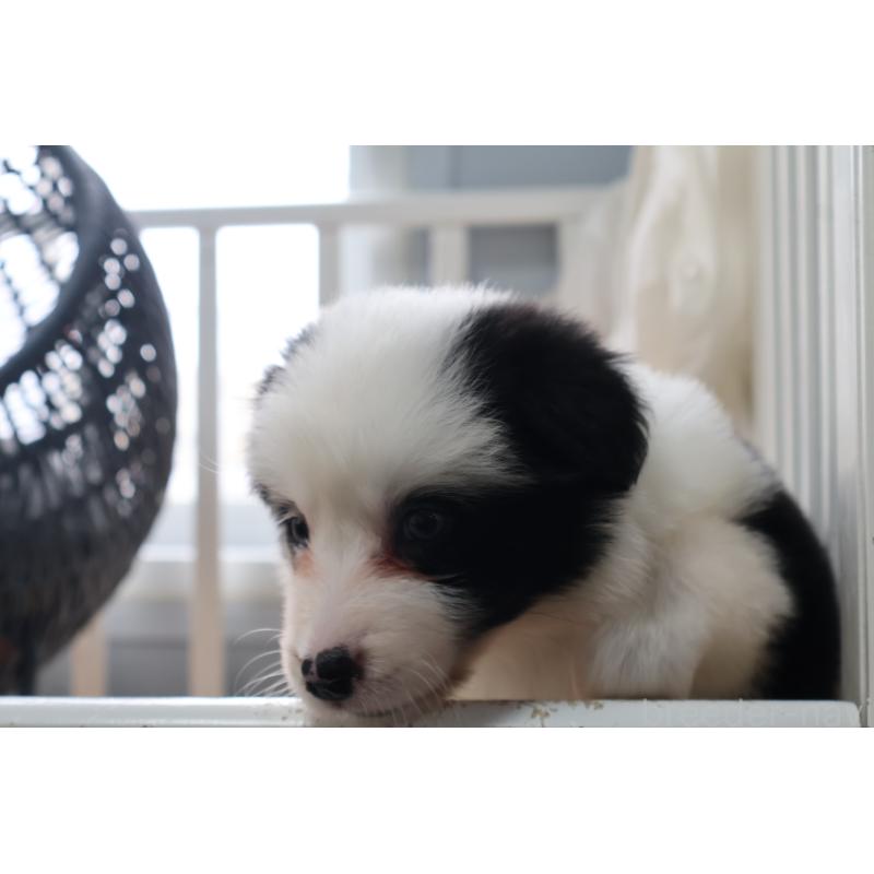 販売中の栃木県のボーダーコリー-450510の8枚目