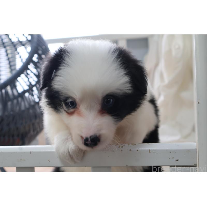 販売中の栃木県のボーダーコリー-450510の7枚目