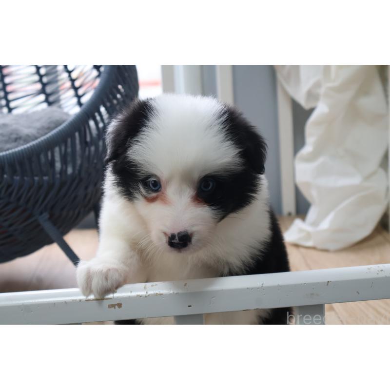 販売中の栃木県のボーダーコリー-450510の5枚目