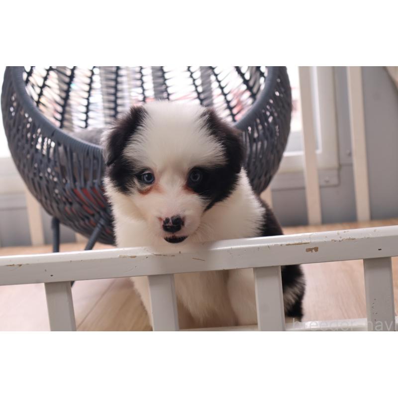 販売中の栃木県のボーダーコリー-450510の4枚目