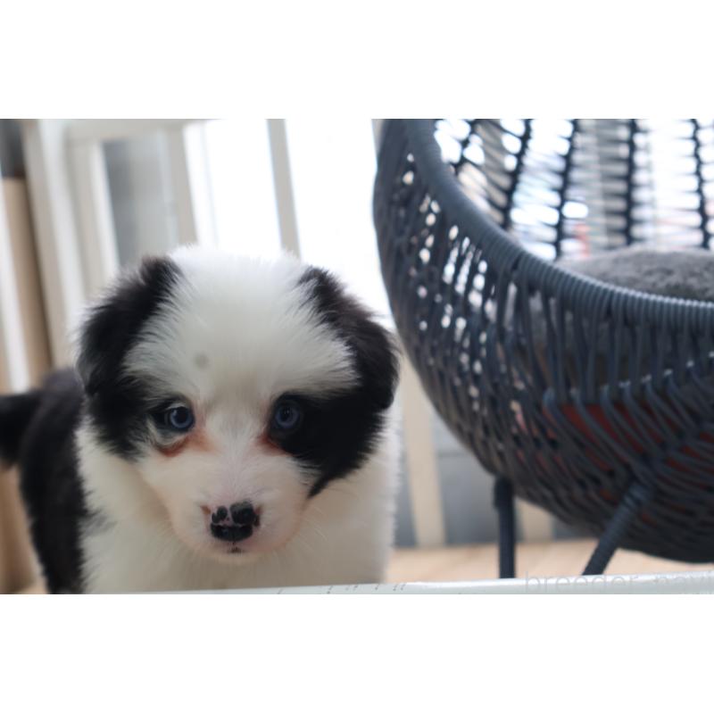 販売中の栃木県のボーダーコリー-450510の3枚目