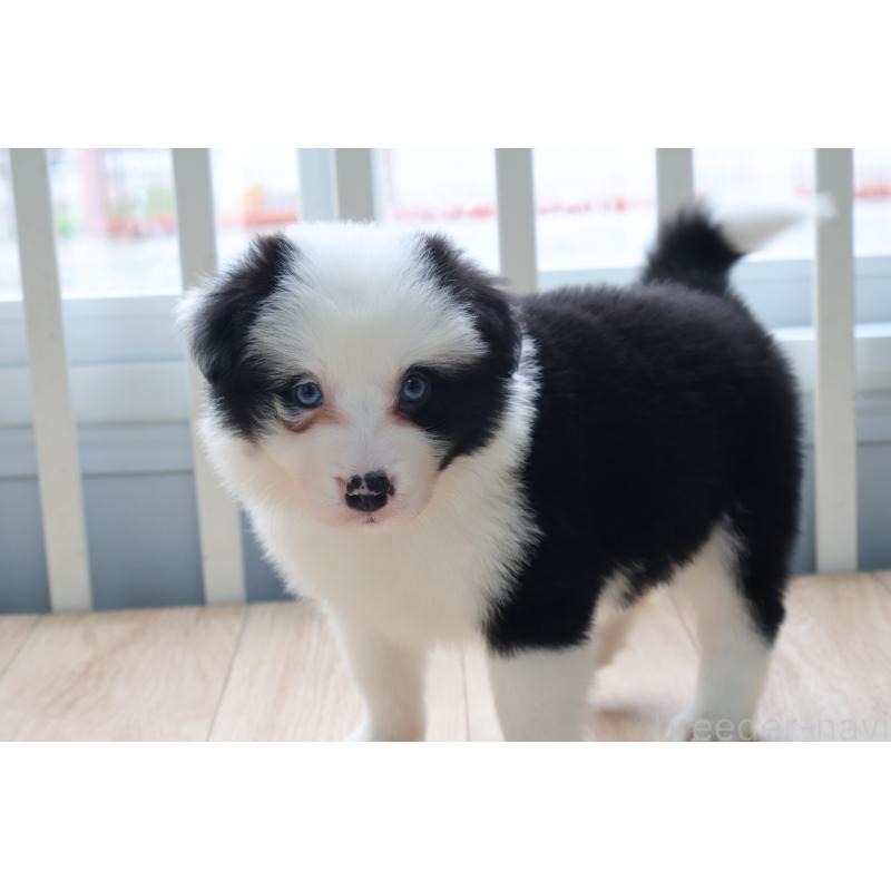 販売中の栃木県のボーダーコリー-450510の2枚目