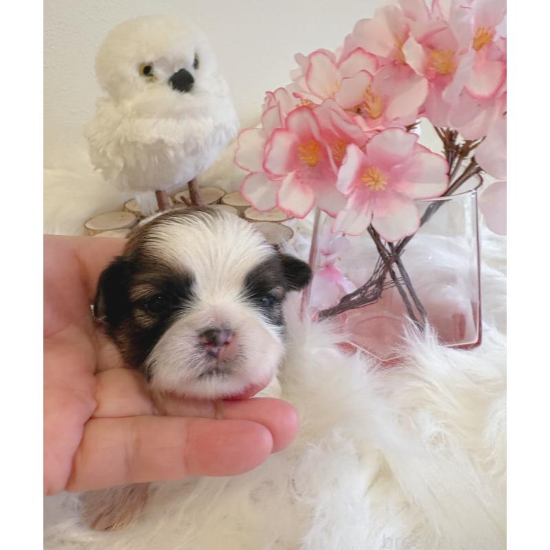 販売中の愛媛県のシーズー-450511の5枚目