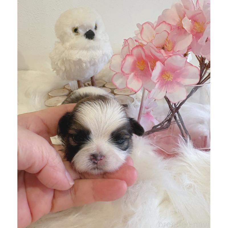 販売中の愛媛県のシーズー-450511の4枚目