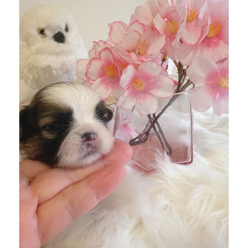 販売中の愛媛県のシーズー-450511の3枚目