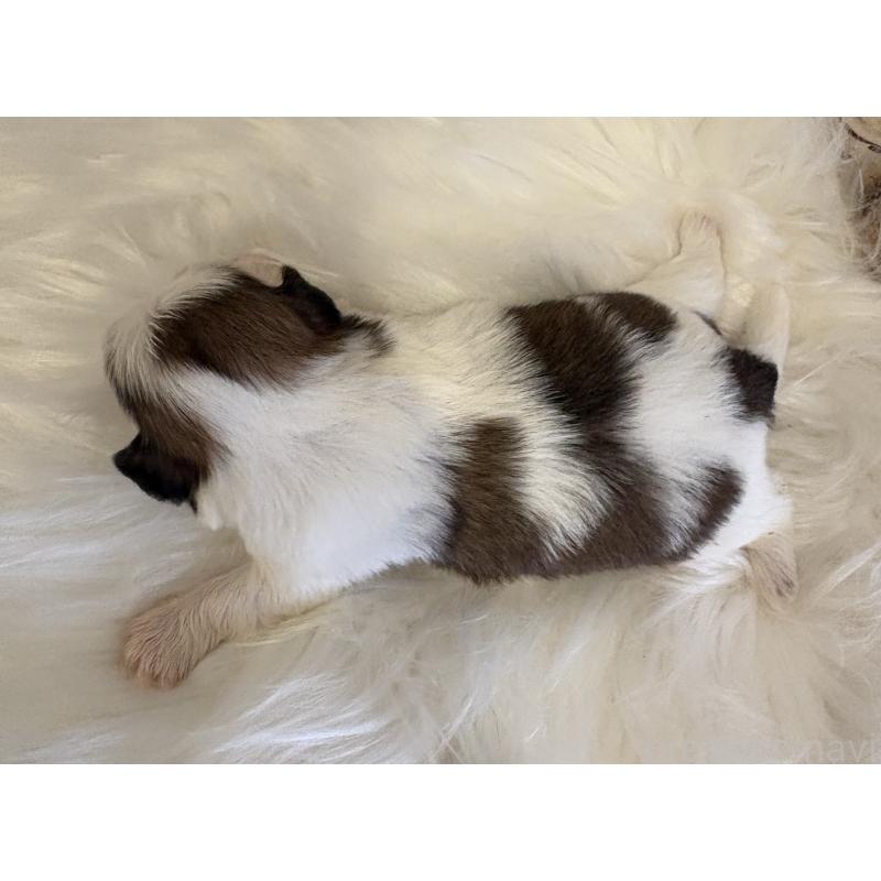 販売中の愛媛県のシーズー-450511の2枚目