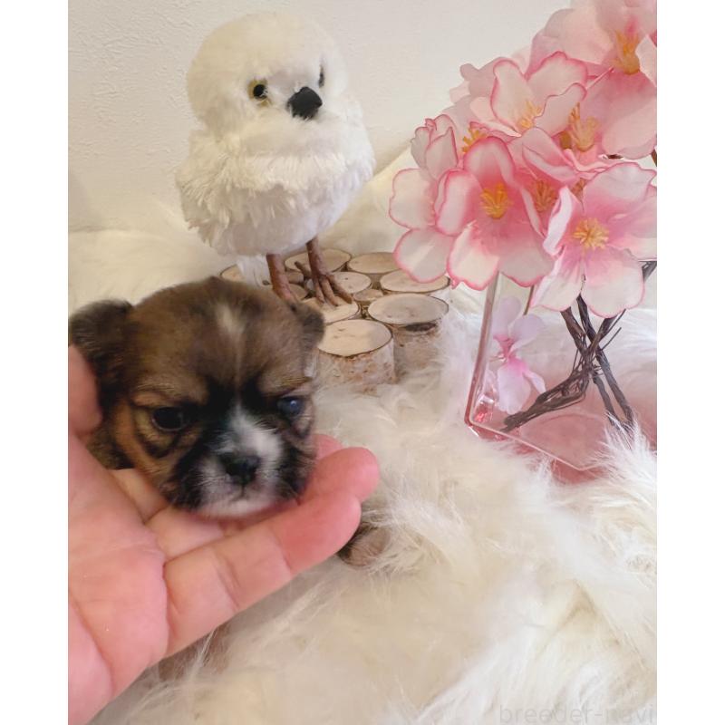 販売中の愛媛県のミックス犬-450512の6枚目