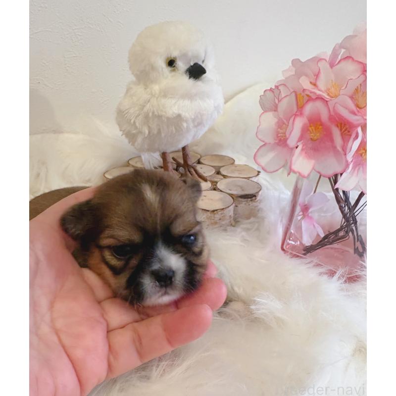 販売中の愛媛県のミックス犬-450512の5枚目