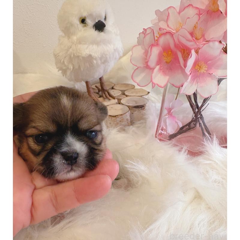 販売中の愛媛県のミックス犬-450512の4枚目