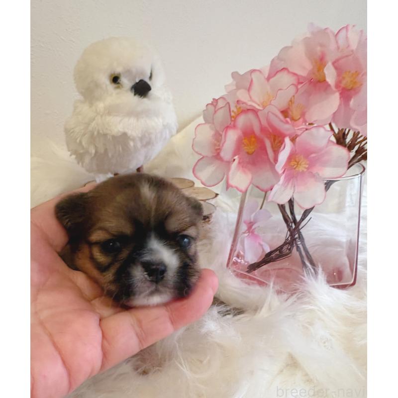 販売中の愛媛県のミックス犬-450512の3枚目