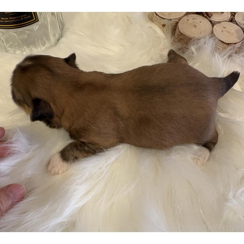 販売中の愛媛県のミックス犬-450512の2枚目