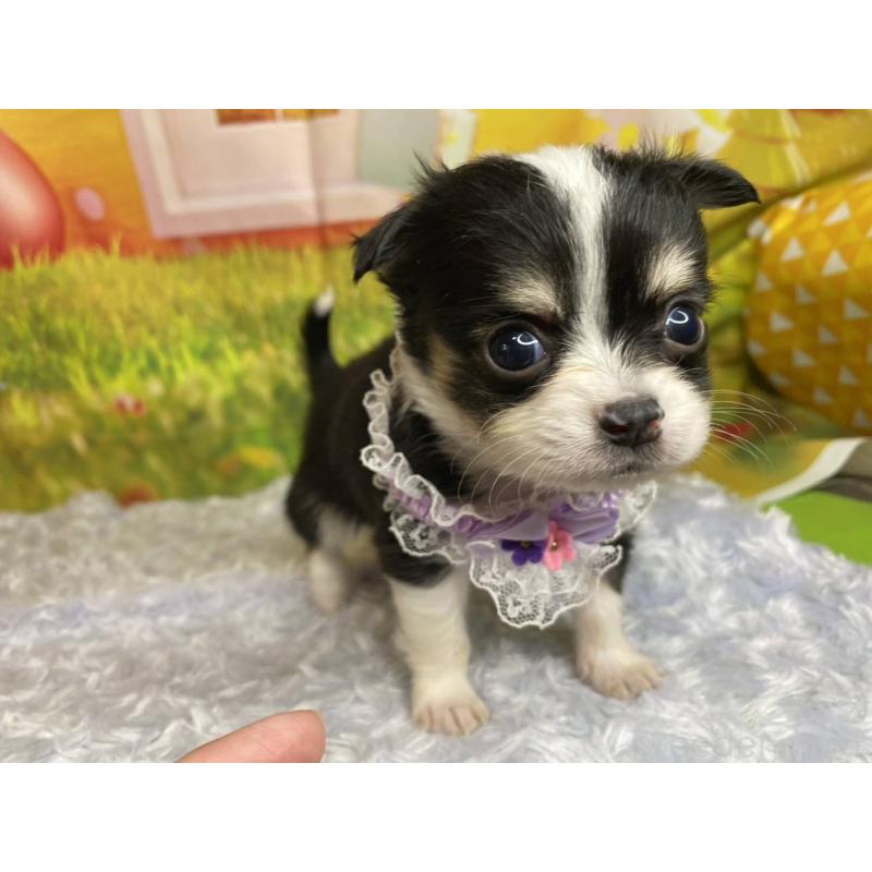 販売中の神奈川県のチワワ(ロングコート)-448264